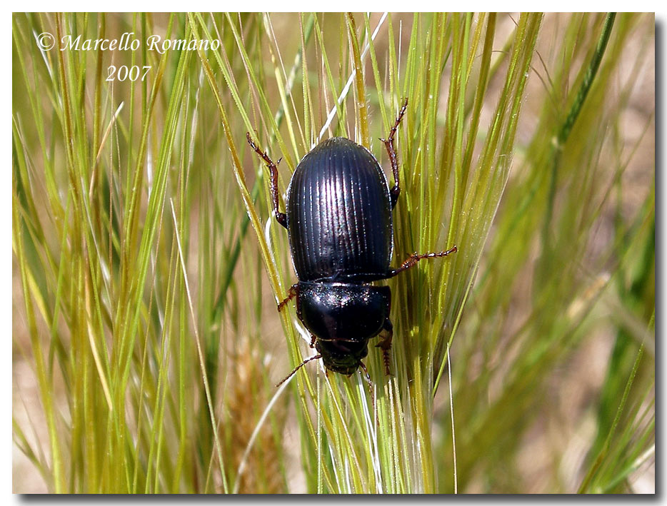 Zabrus ignavus (Carabidae) dalla Sicilia meridionale